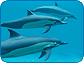Dolphins 3D Screensaver Dolphins 3D Screensaver