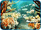 Tropical Fish 3D Screensaver Tropical Fish 3D Screensaver